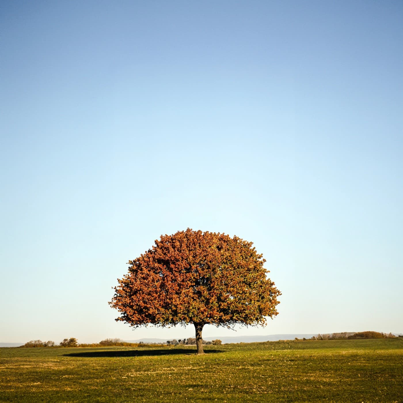 A single rooted tree in an open field at golden hour